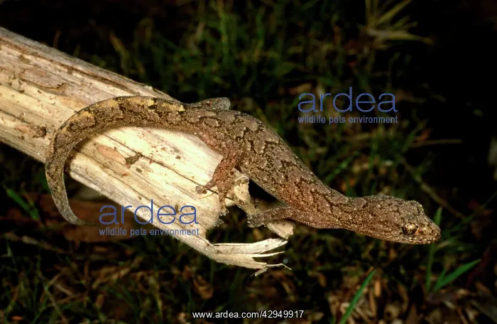 : Marbled gecko - on log showing elegant markings : Marbled gecko - on log showing elegant markings