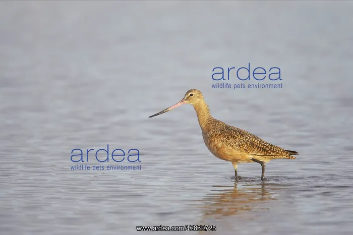 : Marbled Godwit : Marbled Godwit