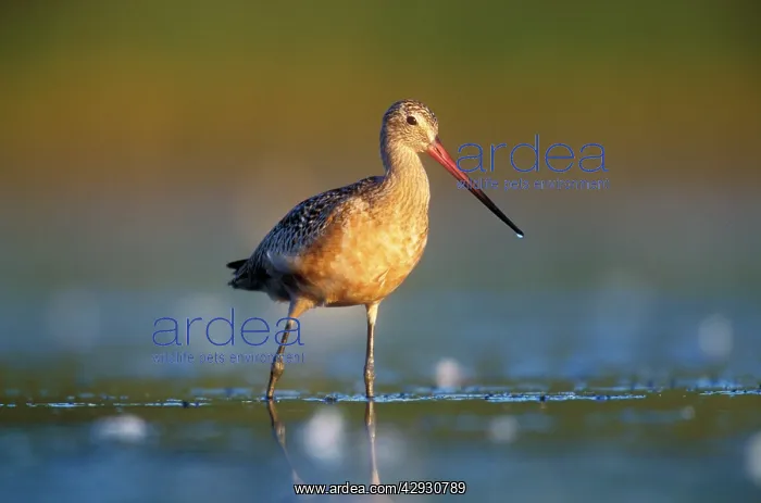 : Marbled Godwit : Marbled Godwit