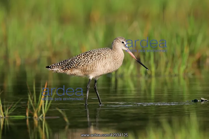  : Marbled Godwit