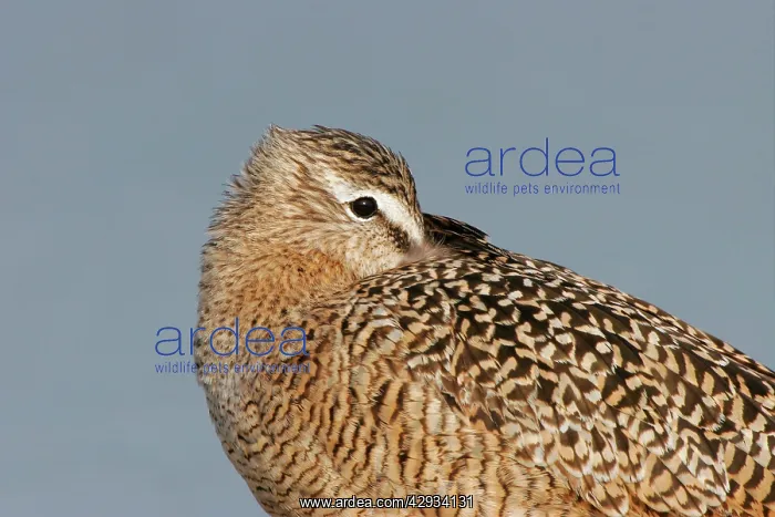  : Marbled Godwit