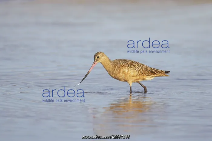 : Marbled Godwit : Marbled Godwit