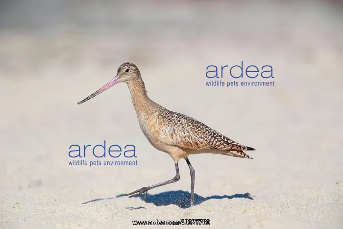 : Marbled Godwit : Marbled Godwit