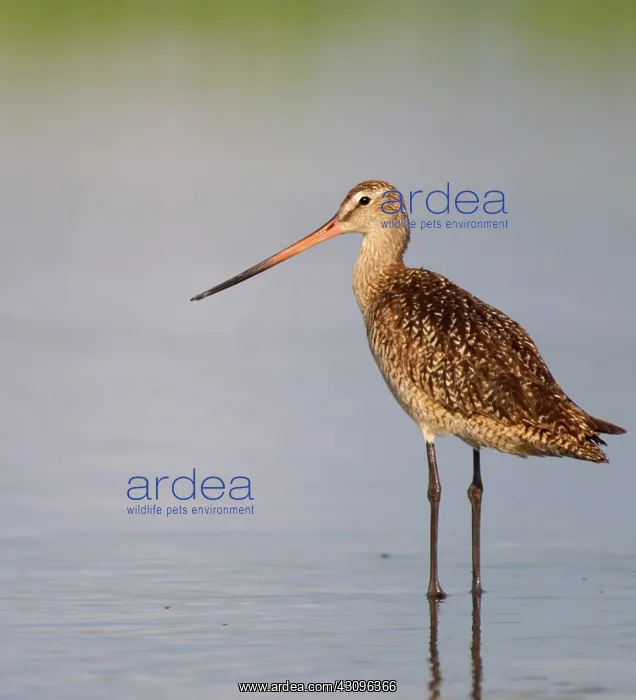 : Marbled Godwit : Marbled Godwit