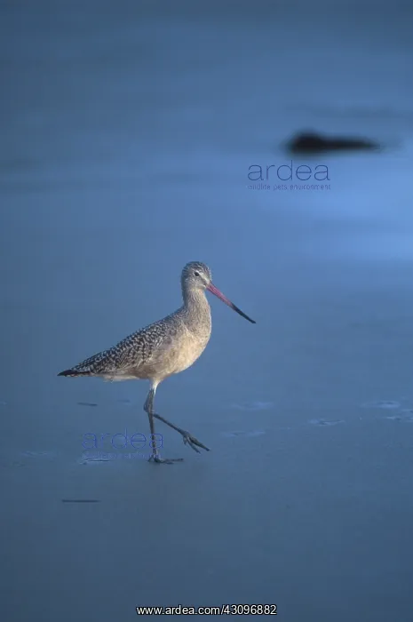 : Marbled Godwit : Marbled Godwit