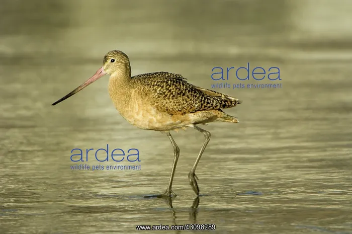 : Marbled Godwit : Marbled Godwit
