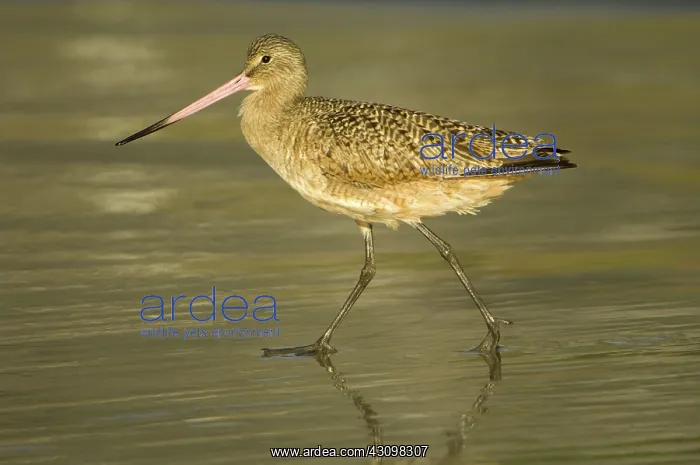 : Marbled Godwit : Marbled Godwit