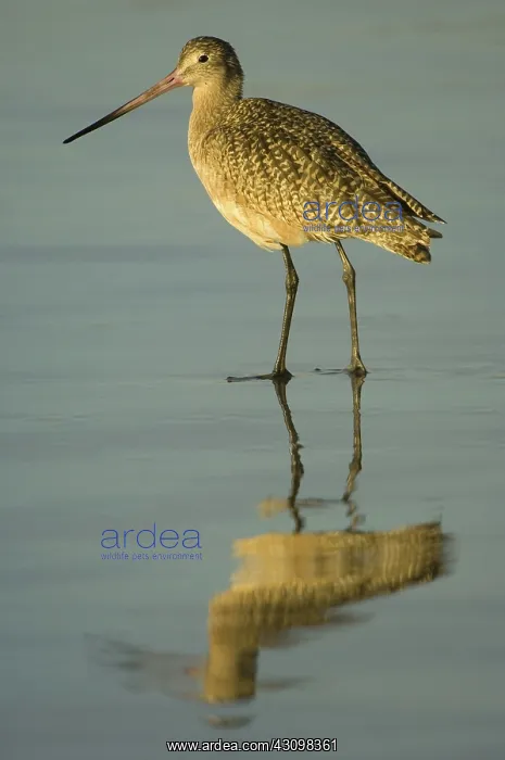 : Marbled Godwit : Marbled Godwit