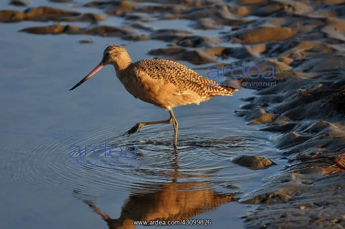 : Marbled Godwit : Marbled Godwit