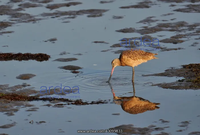 : Marbled Godwit : Marbled Godwit
