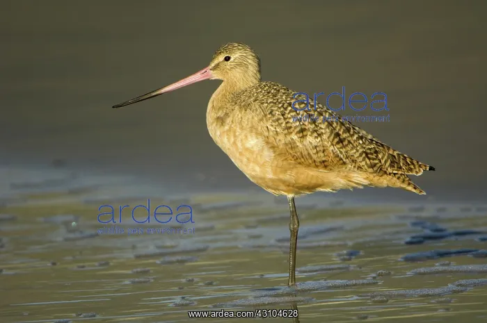 : Marbled Godwit : Marbled Godwit