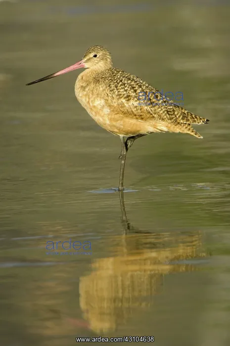 : Marbled Godwit : Marbled Godwit