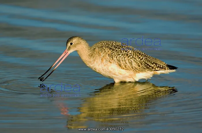  : Marbled Godwit Feeding