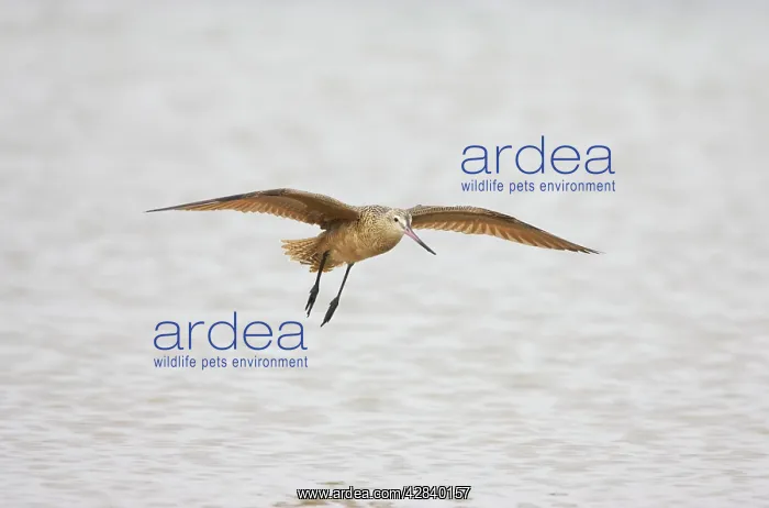 : Marbled Godwit - In flight : Marbled Godwit - In flight