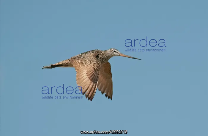 : Marbled Godwit - in flight : Marbled Godwit - in flight