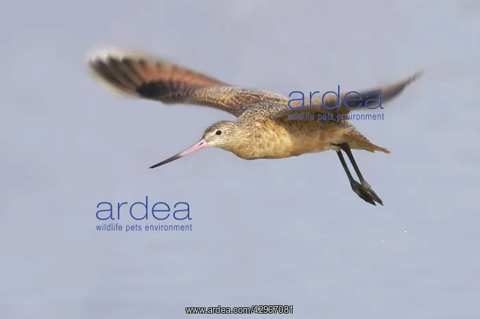 : Marbled Godwit - in flight : Marbled Godwit - in flight
