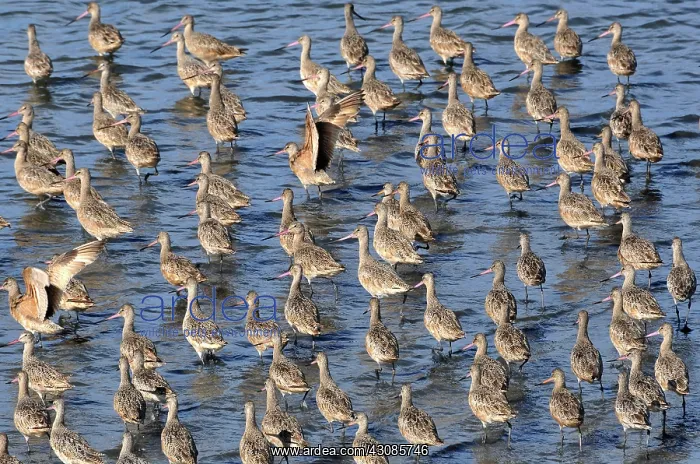 : Marbled Godwit Flock : Marbled Godwit Flock