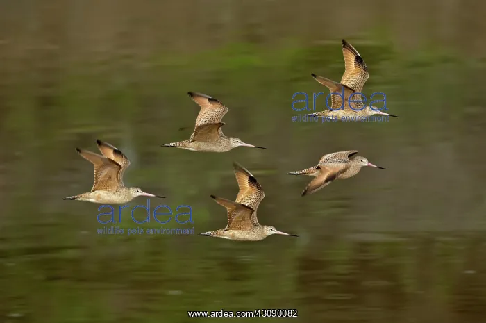 : Marbled Godwit flock flying : Marbled Godwit flock flying