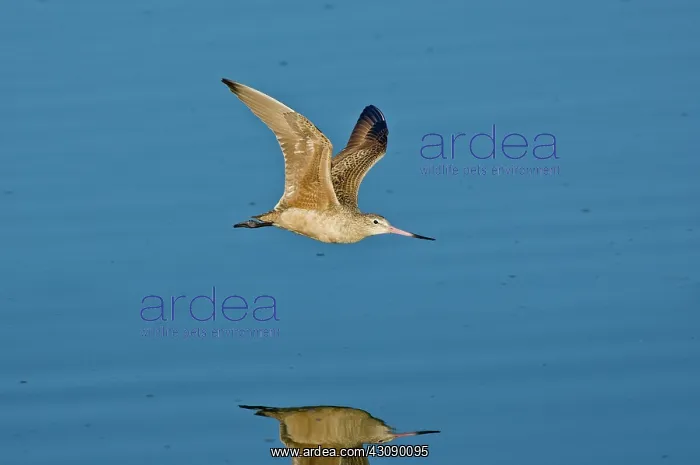 : Marbled Godwit flying : Marbled Godwit flying