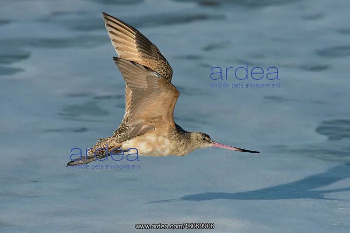  : Marbled Godwit flying over beach