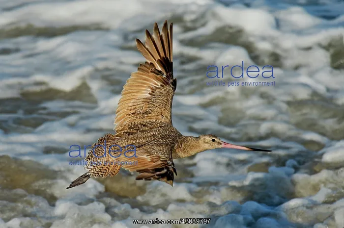 : Marbled Godwit flying over surf : Marbled Godwit flying over surf