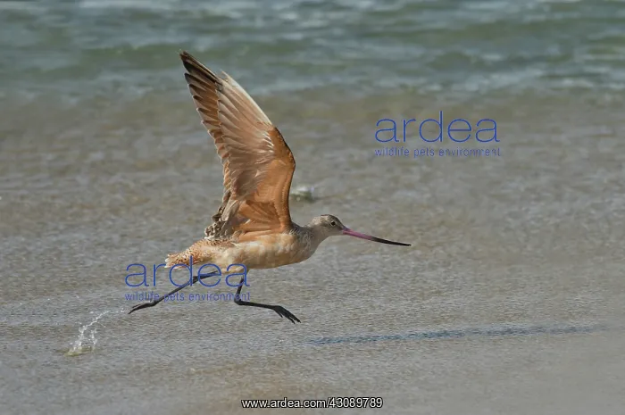 : Marbled Godwit at take off on the beach : Marbled Godwit at take off on the beach