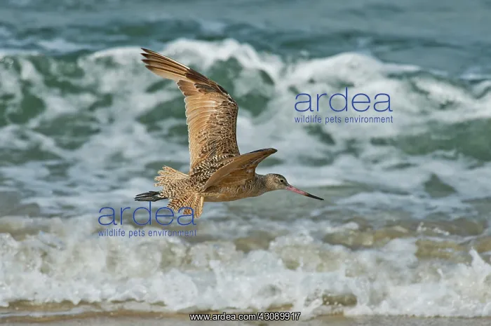 : Marbled Godwit over surf : Marbled Godwit over surf