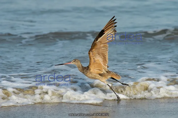  : Marbled Godwit taking off on beach