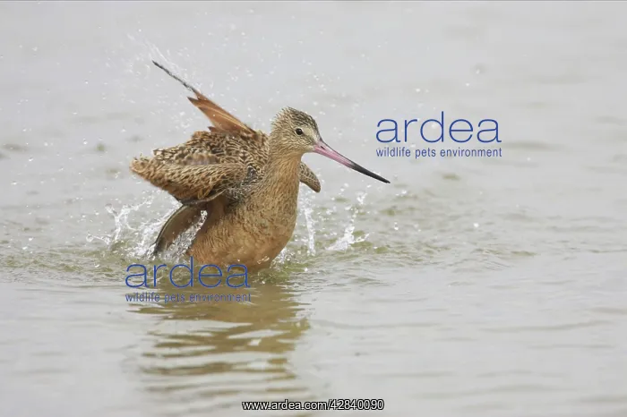 : Marbled Godwit washing : Marbled Godwit washing