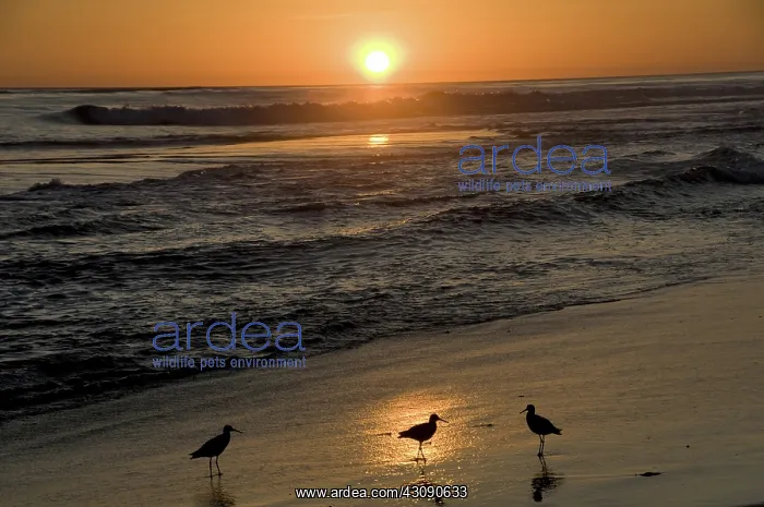: Marbled Godwits : Marbled Godwits
