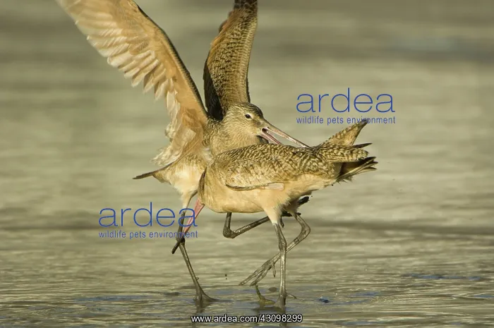 : Marbled Godwits : Marbled Godwits