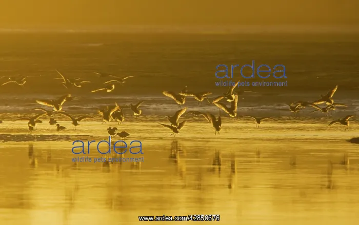 : Marbled Godwits - coming in to feed, at sunset : Marbled Godwits - coming in to feed, at sunset
