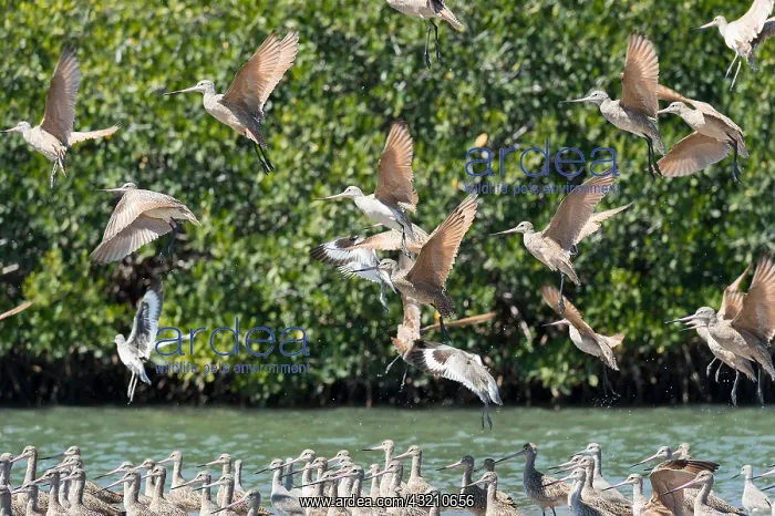 : Marbled godwits (Limosa fedoa) Baja California Mexico : Marbled godwits (Limosa fedoa) Baja California Mexico