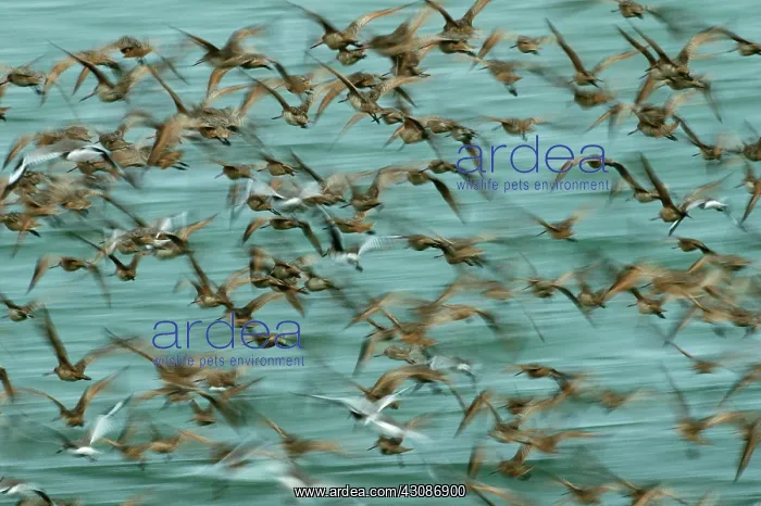 : Marbled Godwits and Willets : Marbled Godwits and Willets