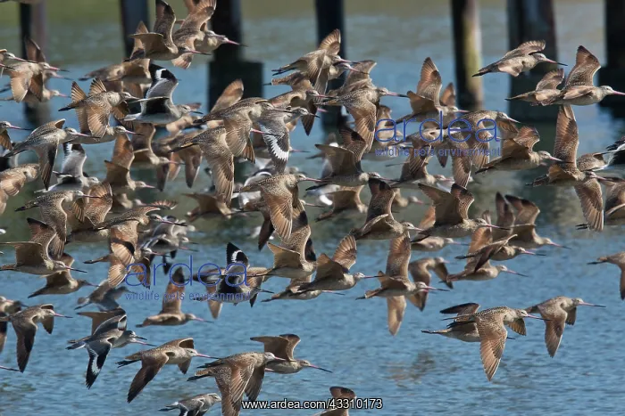 : Marbled Godwits - with Willets in flight in winter : Marbled Godwits - with Willets in flight in winter