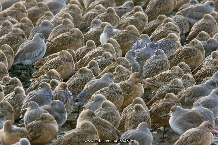 : Marbled Godwits and Willets - High tide roost - : Marbled Godwits and Willets - High tide roost -