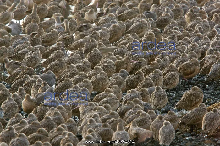 : Marbled Godwits and Willets - High tide roost - : Marbled Godwits and Willets - High tide roost -