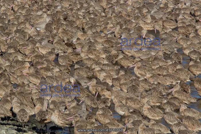 : Marbled Godwits - with Willets in winter at Bodega Bay : Marbled Godwits - with Willets in winter at Bodega Bay