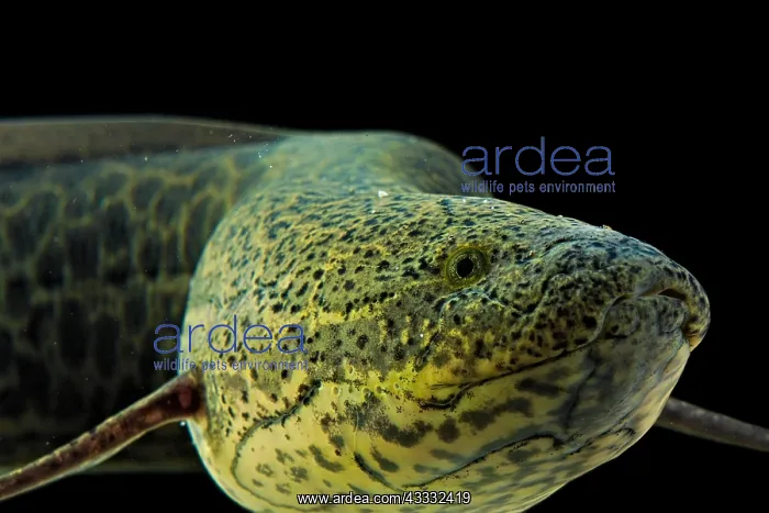 : Marbled Lungfish (Protopterus aethiopicus), animal : Marbled Lungfish (Protopterus aethiopicus), animal