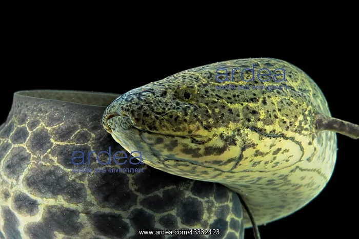  : Marbled Lungfish (Protopterus aethiopicus), animal