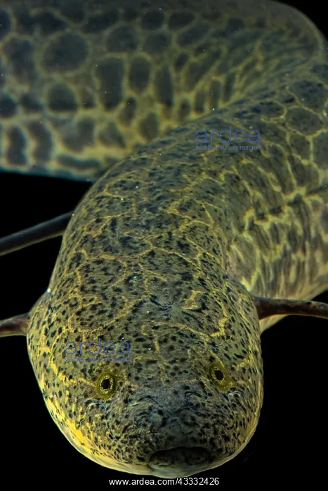 : Marbled Lungfish (Protopterus aethiopicus), animal : Marbled Lungfish (Protopterus aethiopicus), animal