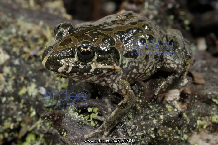 : Marbled Marsh Frog : Marbled Marsh Frog