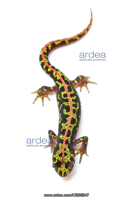 : Marbled Newt : Marbled Newt