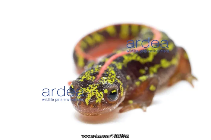 : Marbled Newt : Marbled Newt