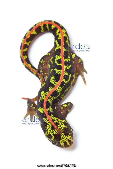 : Marbled Newt : Marbled Newt
