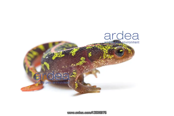 : Marbled Newt : Marbled Newt