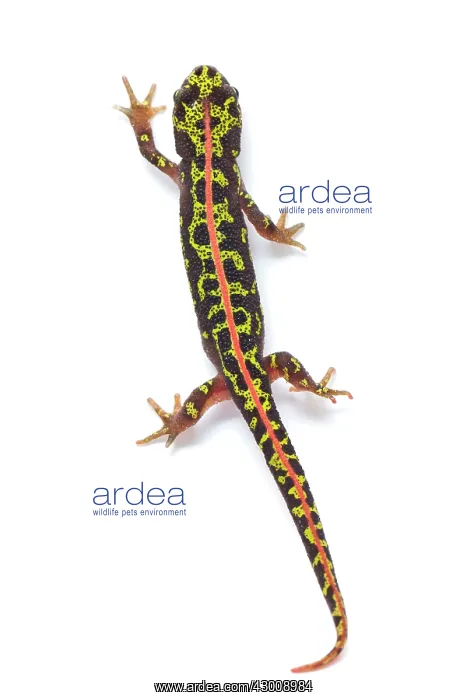 : Marbled Newt : Marbled Newt