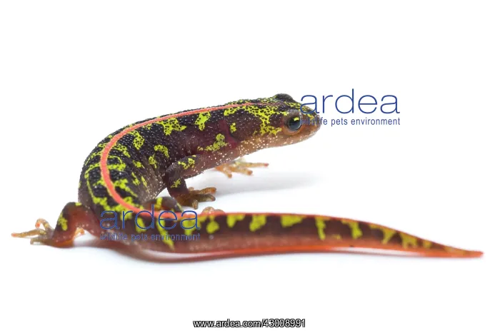 : Marbled Newt : Marbled Newt
