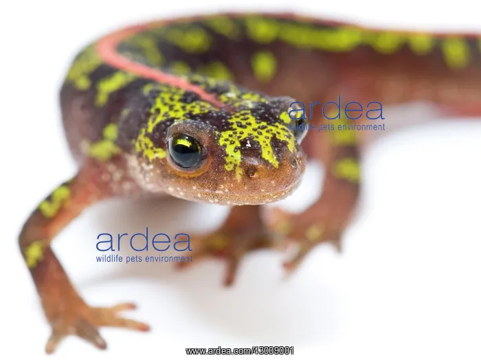 : Marbled Newt : Marbled Newt