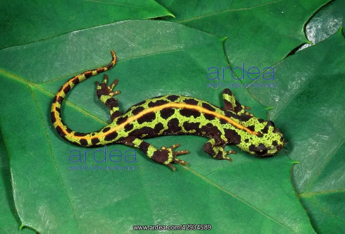 : MARBLED NEWT - ON LEAVES : MARBLED NEWT - ON LEAVES